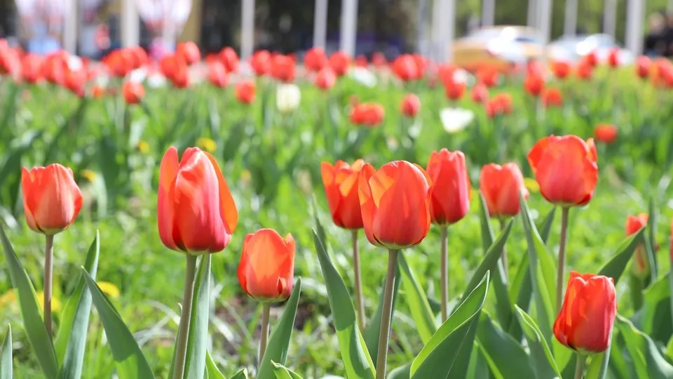Фото: пресс-служба администрации г.о. Химки
