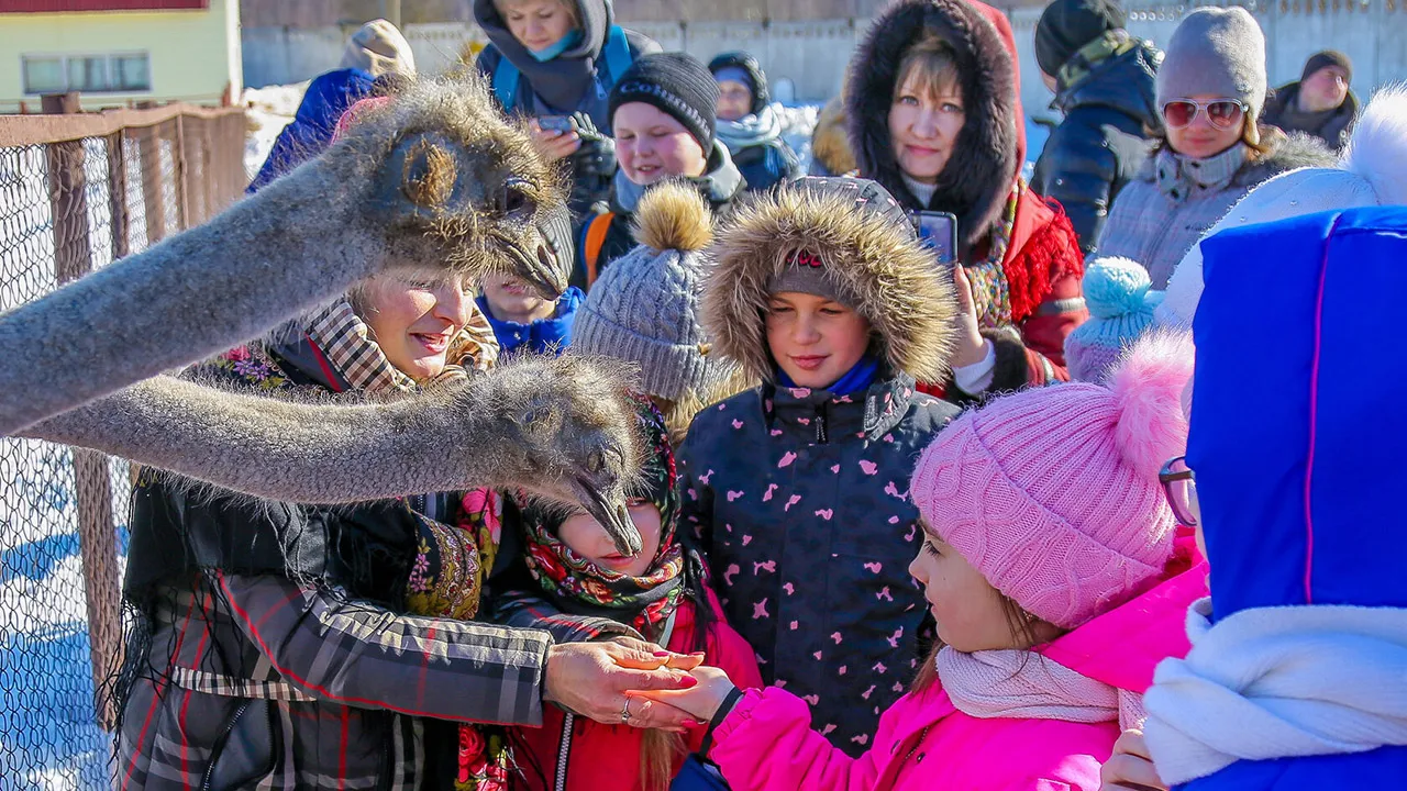 Фото: ферма «Русский страус»