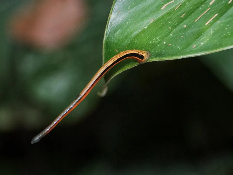 Пиявки из джунглей покусали российскую туристку на Шри-Ланке: чем опасен контакт с ними