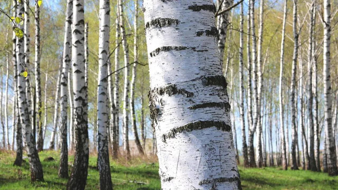 istockphoto.com