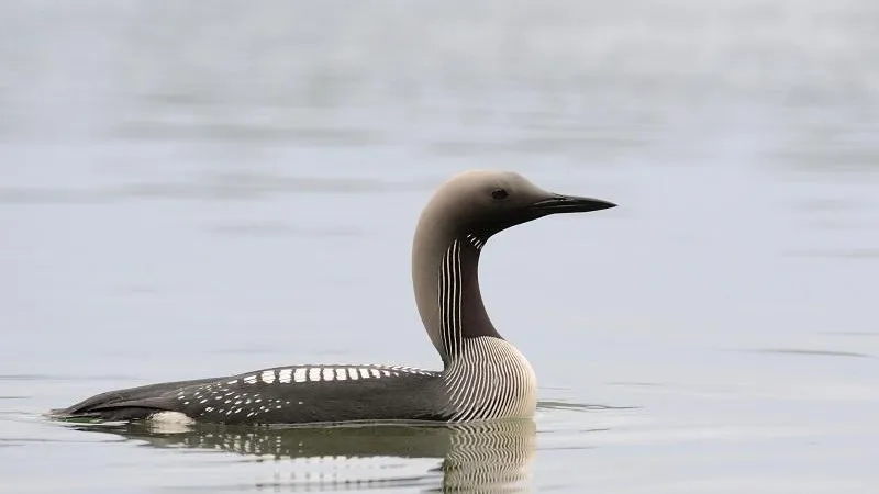 Красная книга Московской области