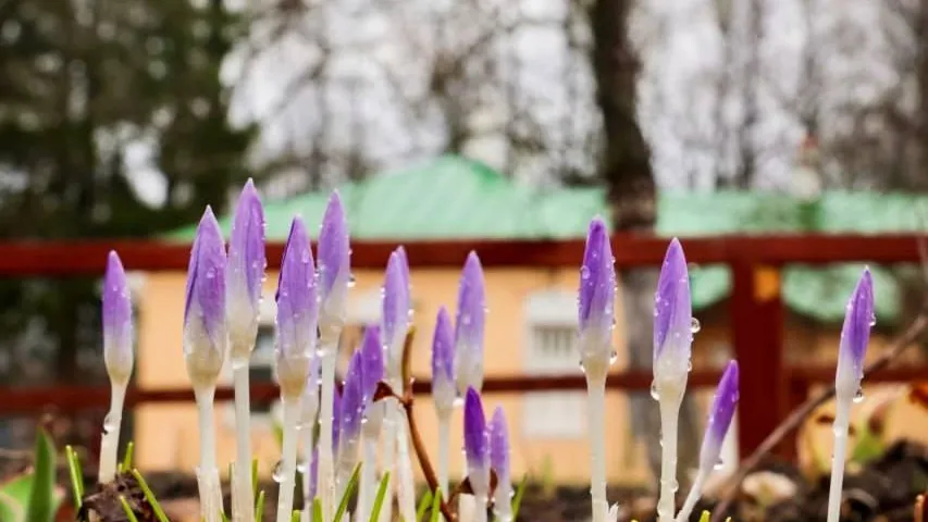 Государственный литературно-мемориальный музей-заповедник А.П. Чехова «Мелихово»