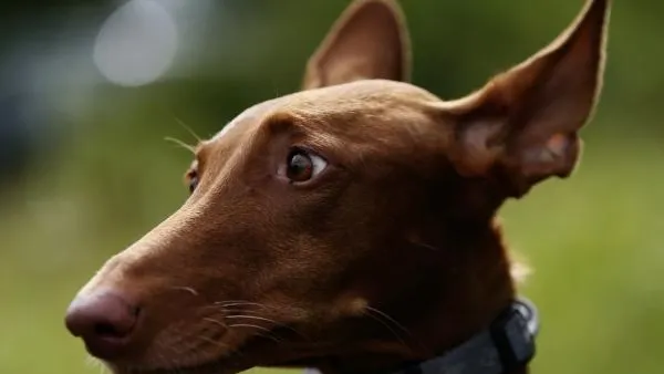 Ученые доказали, что присутствие в доме собаки улучшит иммунитет человека