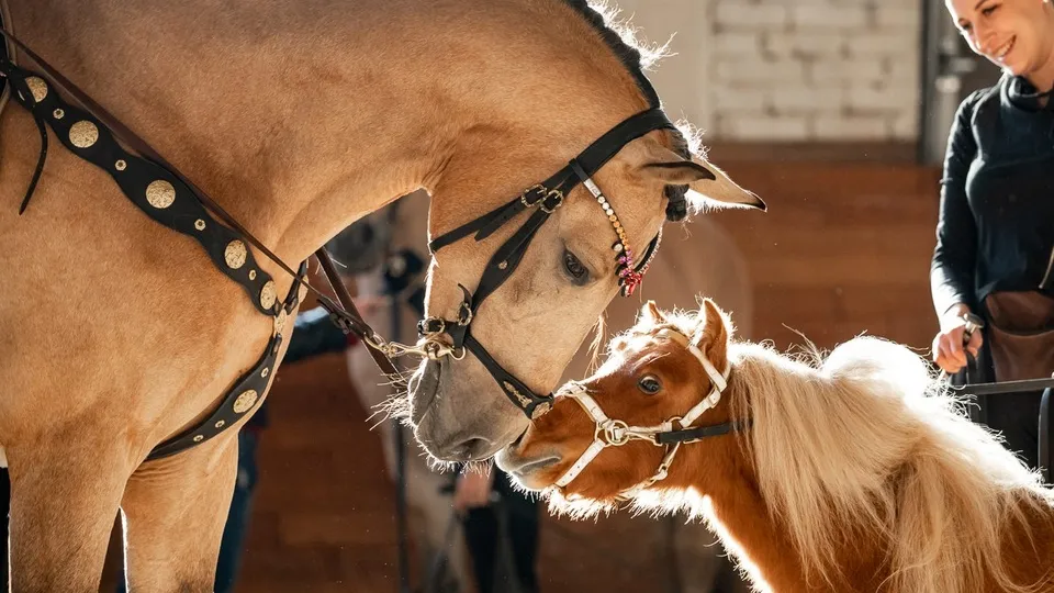 Фото: vk.com/Конная Россия