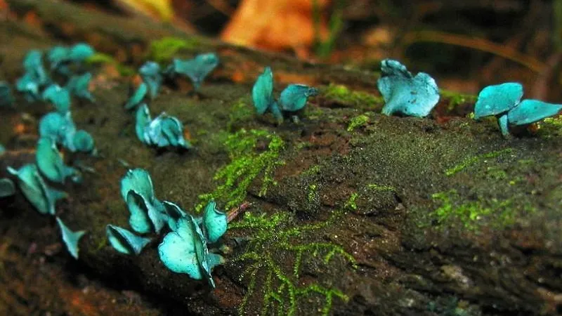 Dan Molter (shroomydan) / wikimedia.org