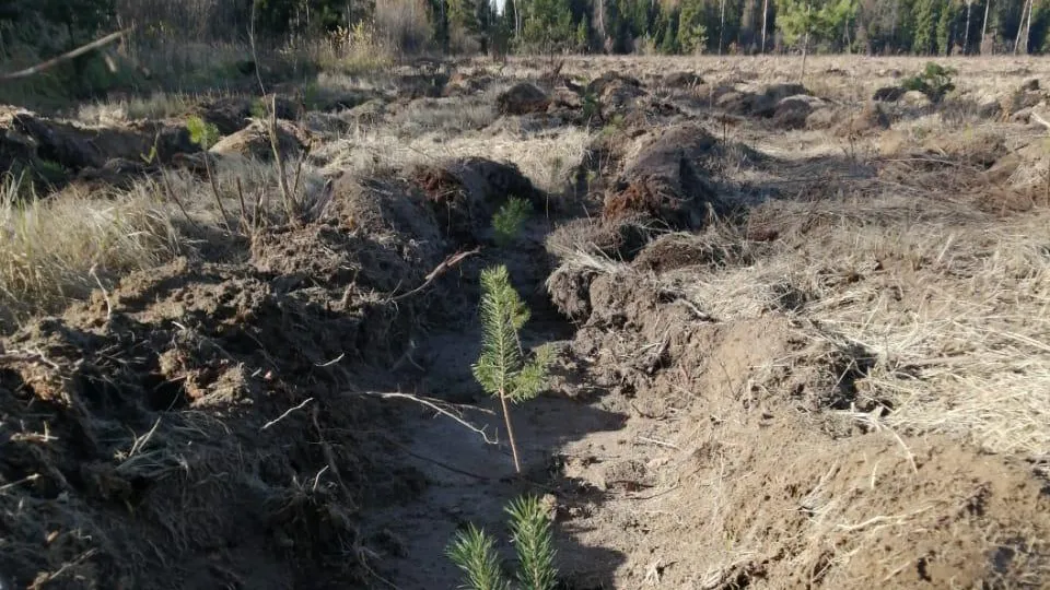 Фото: Комитет лесного хозяйства Московской области
