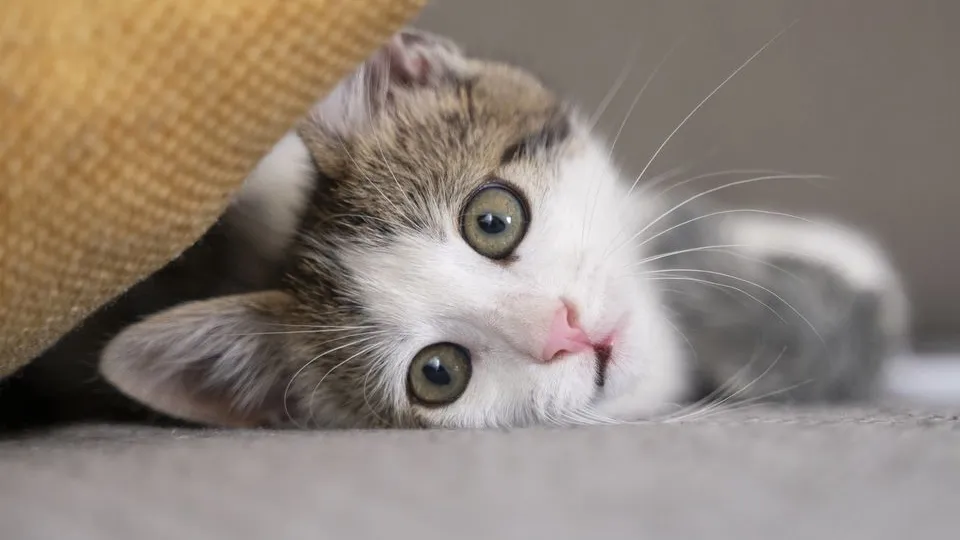 Фото: freepik.com