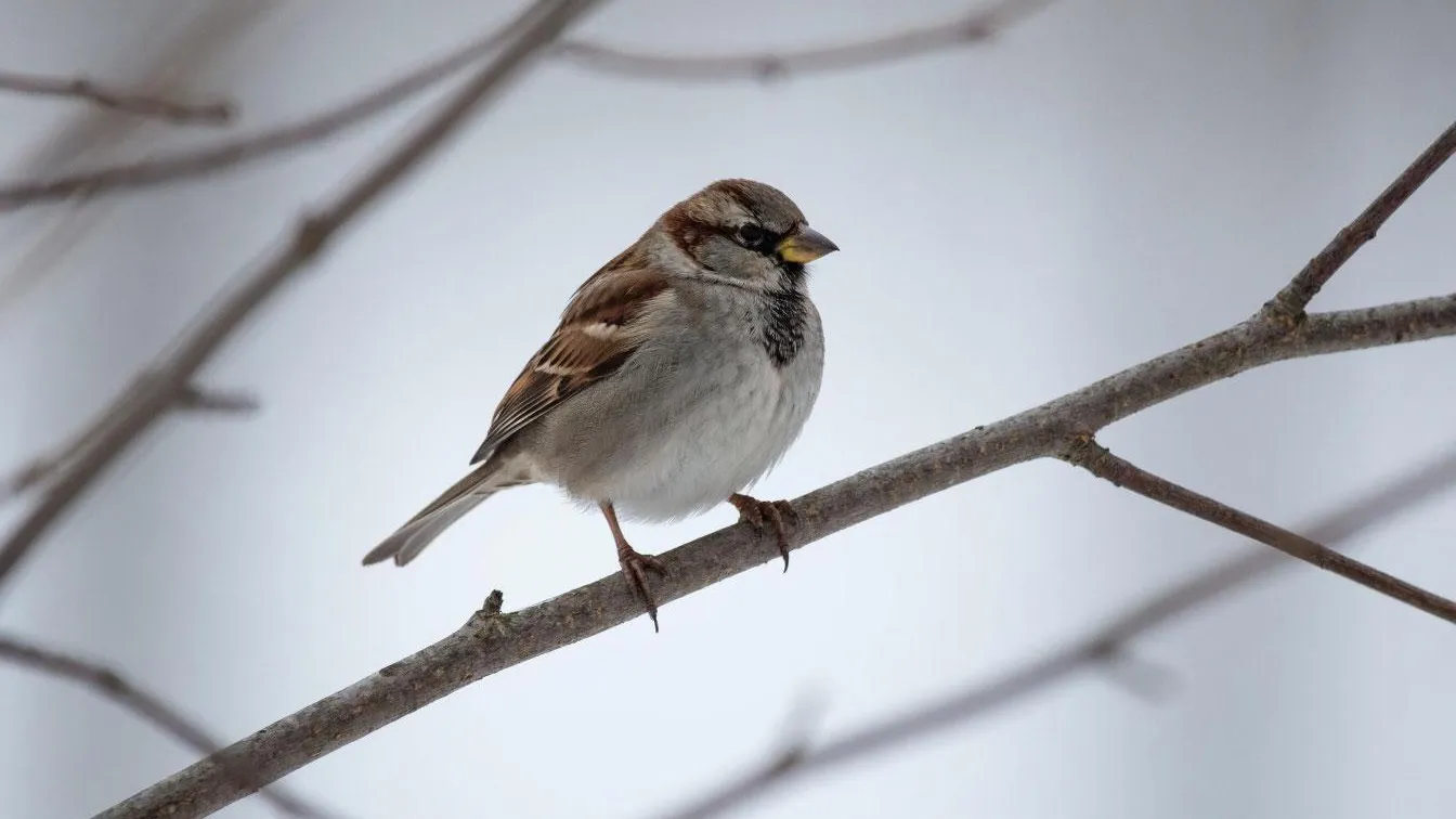 REGIONS/Сгенерировано нейросетью