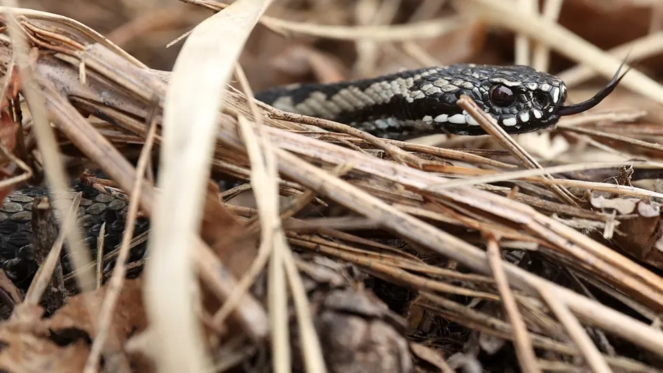 Фото: ТАСС/Владимир Гердо