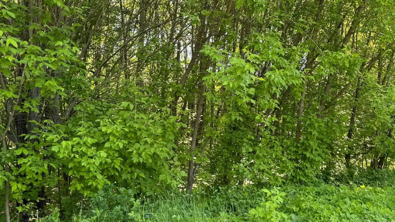 Фото: пресс-служба администрации Богородского городского округа