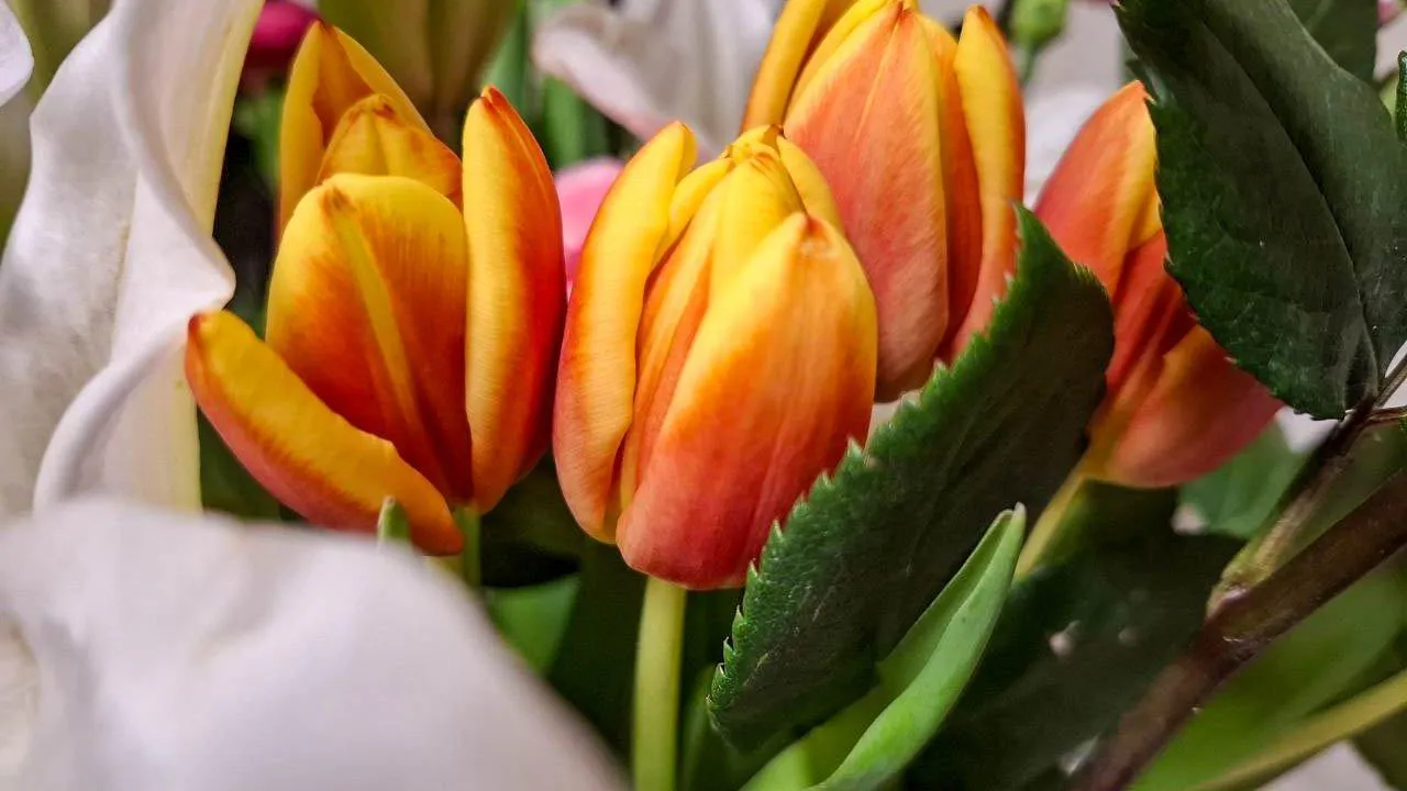 REGIONS/Юлия Габбасова