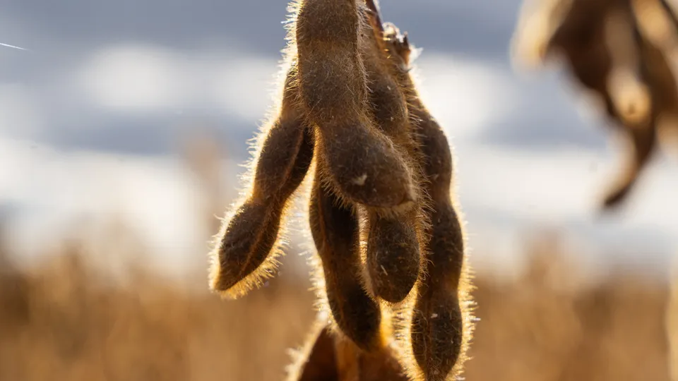 Фото: Компания «Щелково Агрохим»