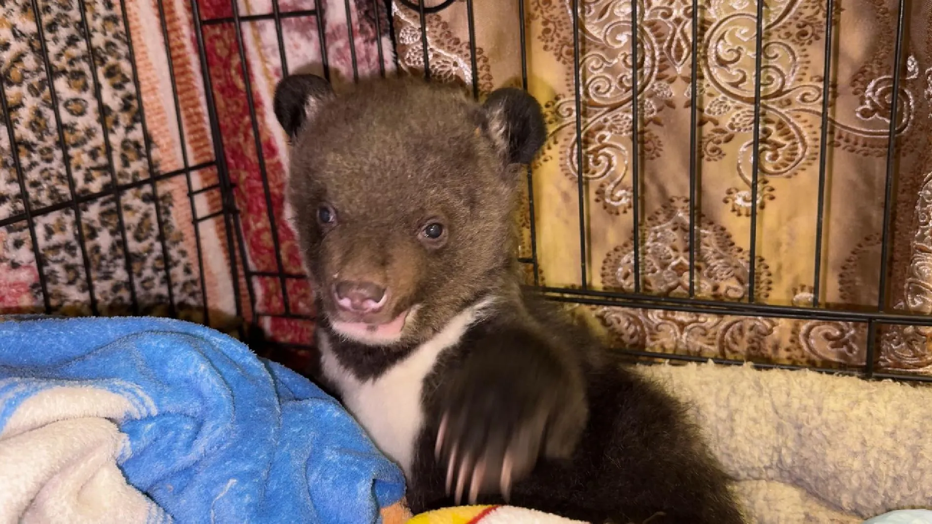 МедиаБанк Подмосковья/Данила Кирьянов