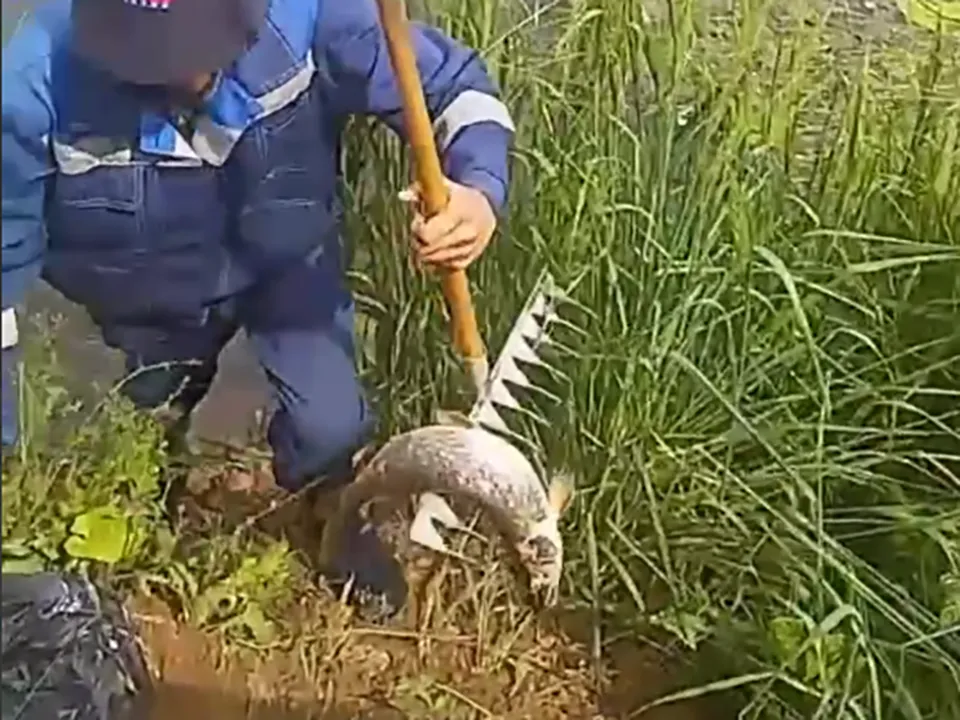 Фото: t.me/top_shelkovo