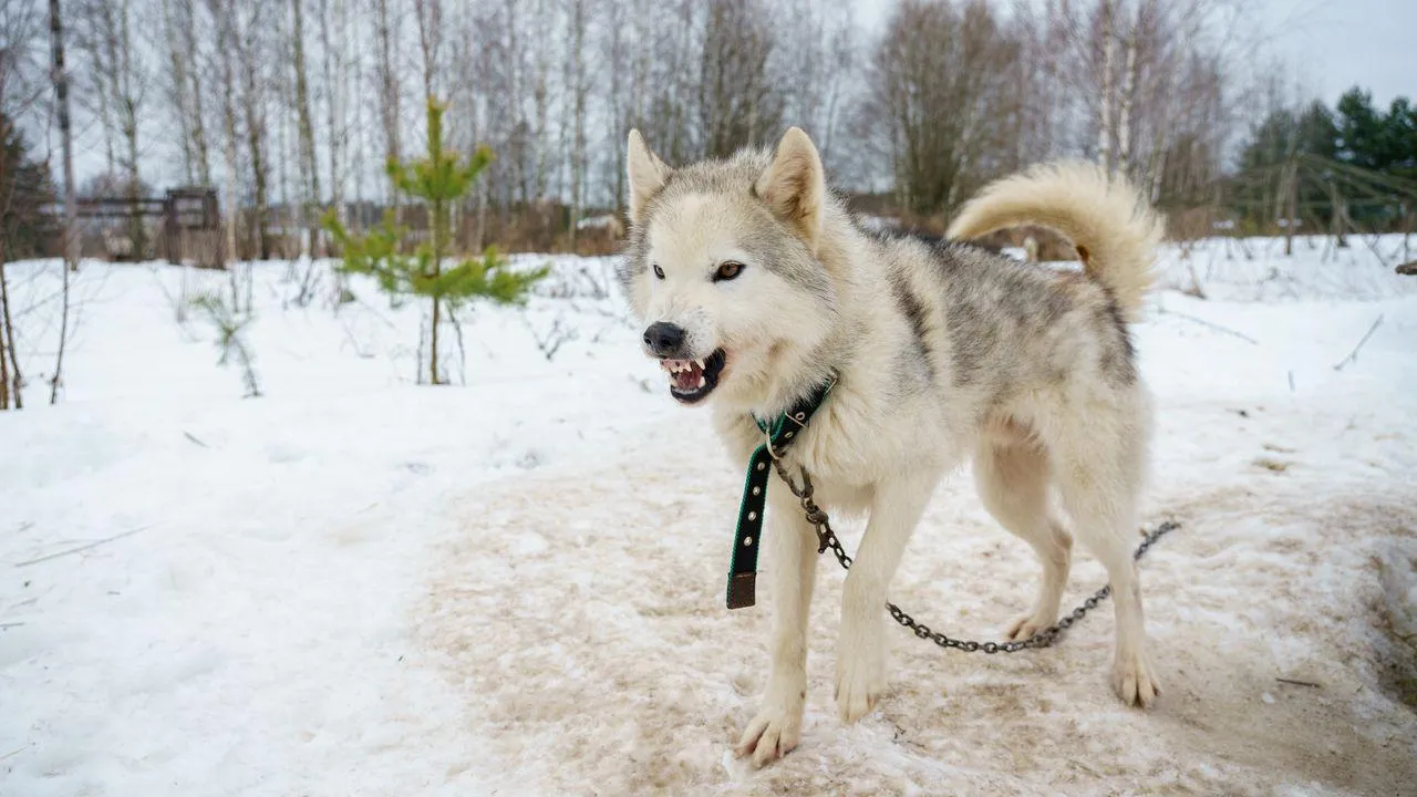 медиасток.рф