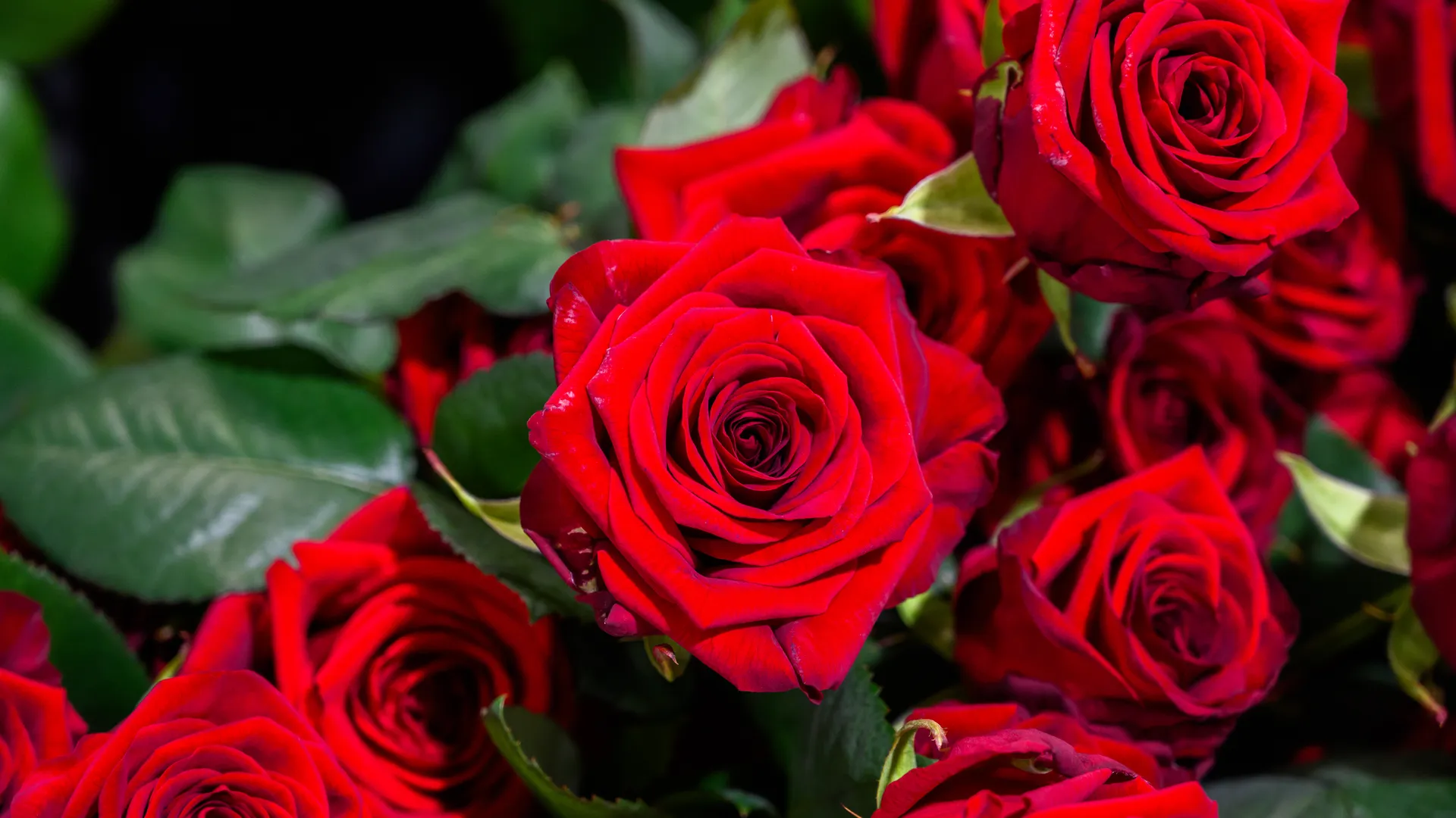 Голландские розы выращивают в тепличном комплексе «Подосинки» в Раменском