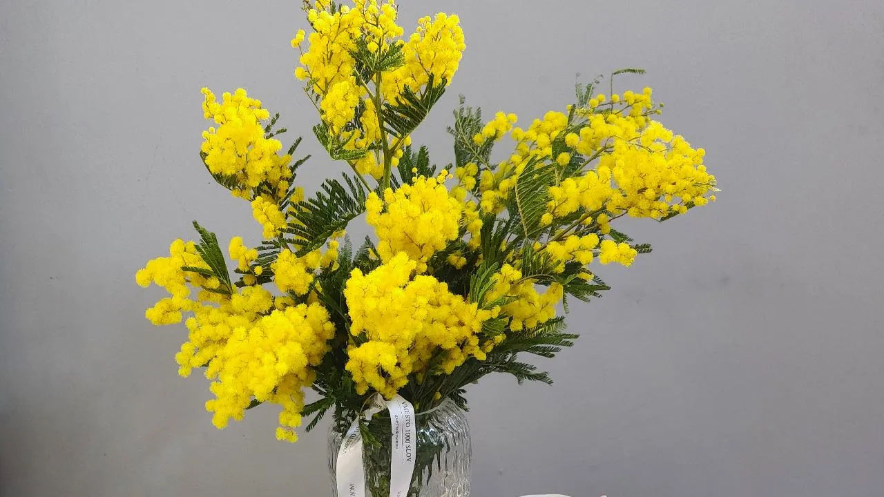 МедиаБанк Подмосковья/Валерия Тингаева