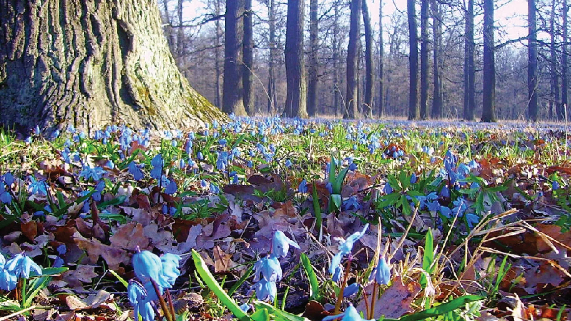 Фото: Комлесхоз МО