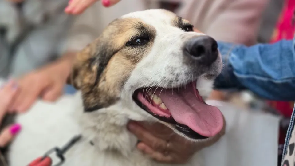 Фото: МедиаБанк Подмосковья/Яна Шаливская