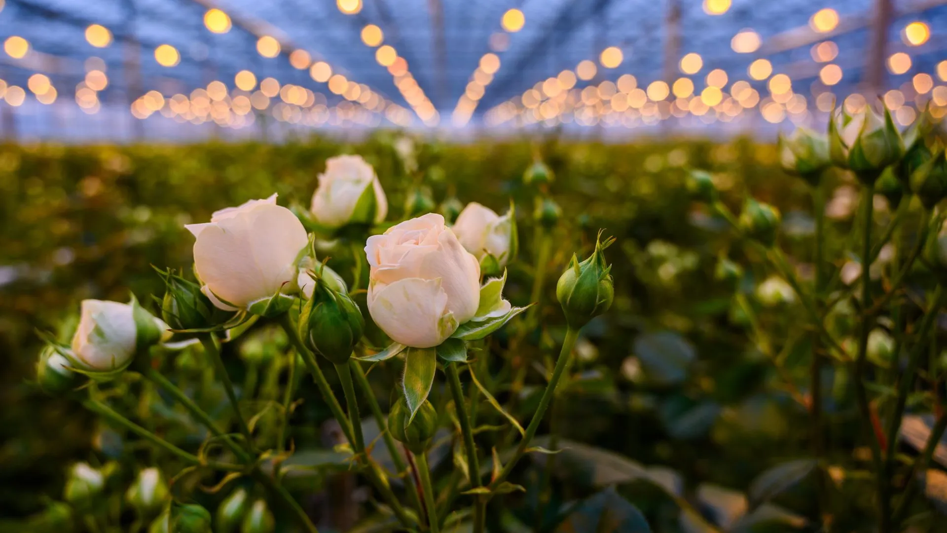 Московская область стала лидером в России по объему производства цветов