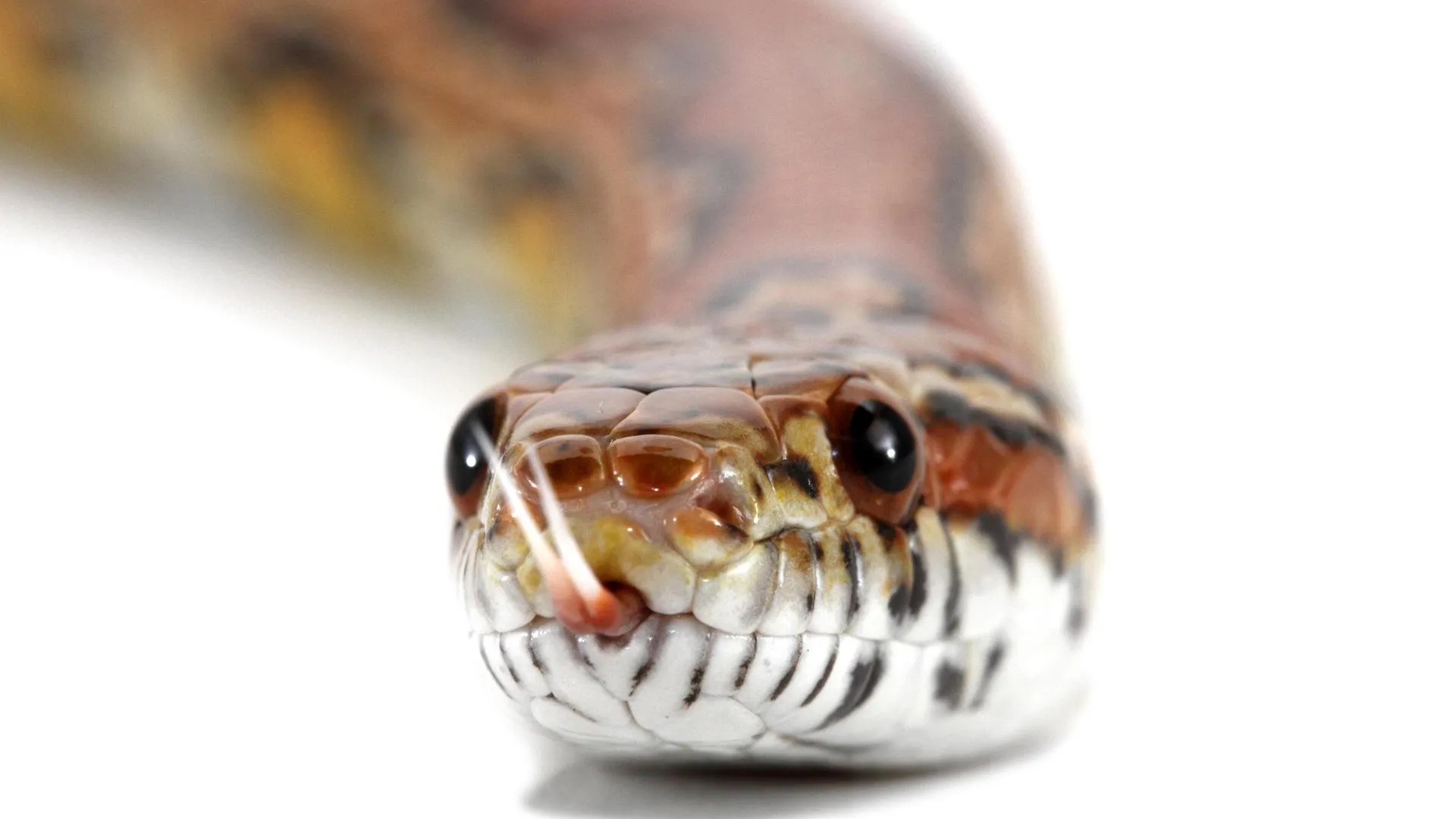 Gerry Pearce/imageBROKER.com