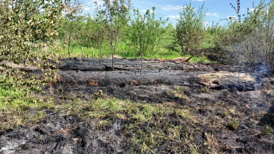 Фото: Комитет лесного хозяйства Московской области