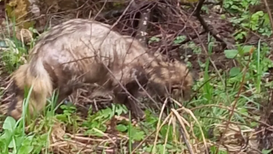Фото: vk.com/Подслушано Лотошино