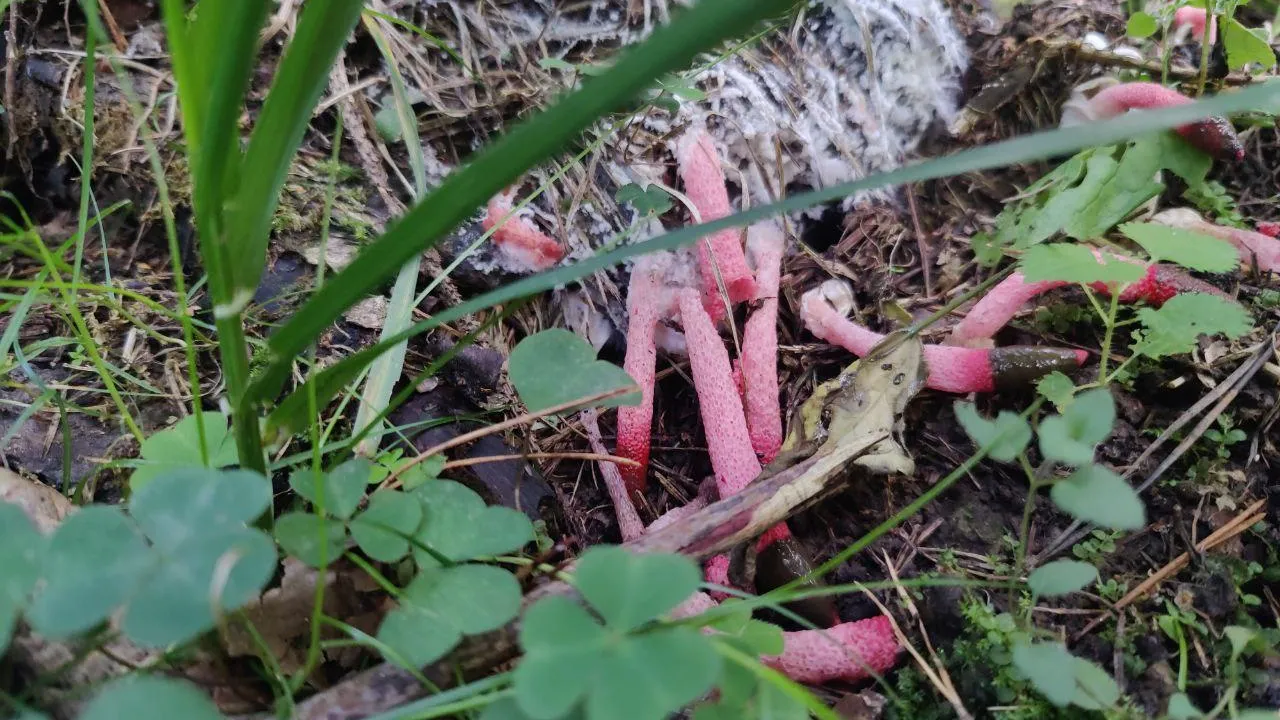 Владимир Киселёв