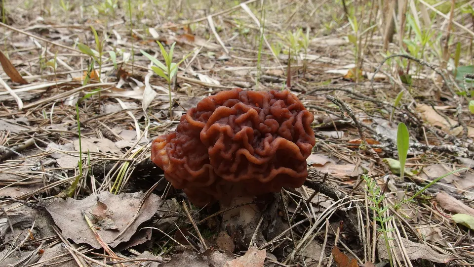 Фото: vk.com/Грибники Подмосковья