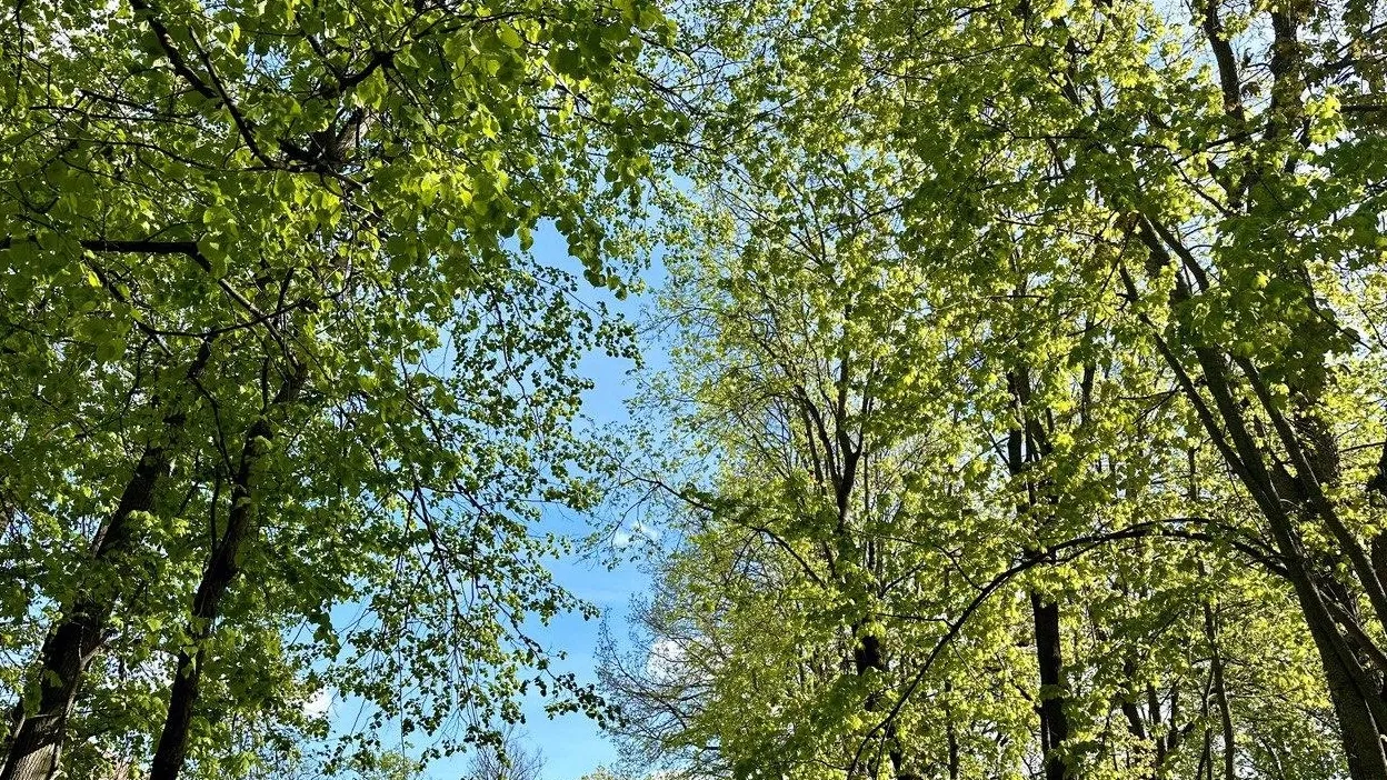 Фото: t.me/mbykrgoodpark