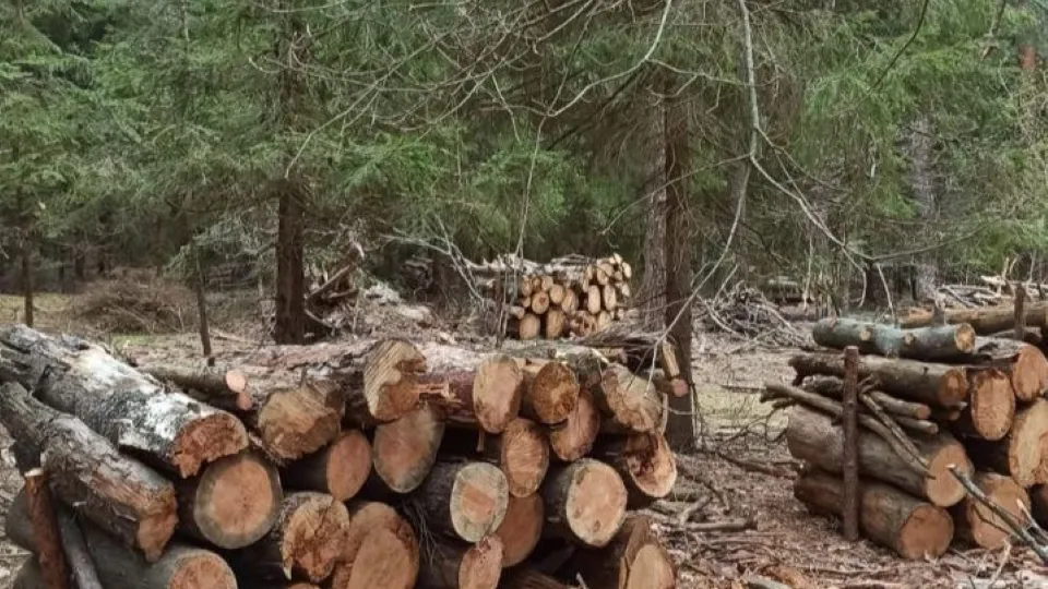 Фото: Комитет лесного хозяйства Московской области