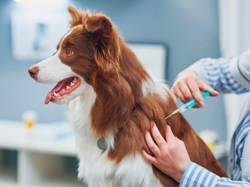 Фото: istockphoto.com/macniak