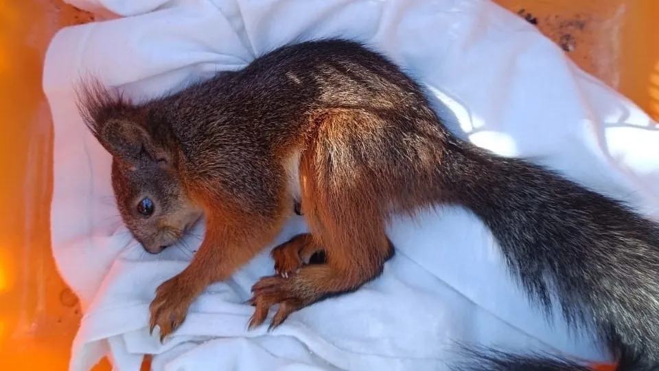 Фото: vk.com/БЕЛКОСПАС. Помощь белкам