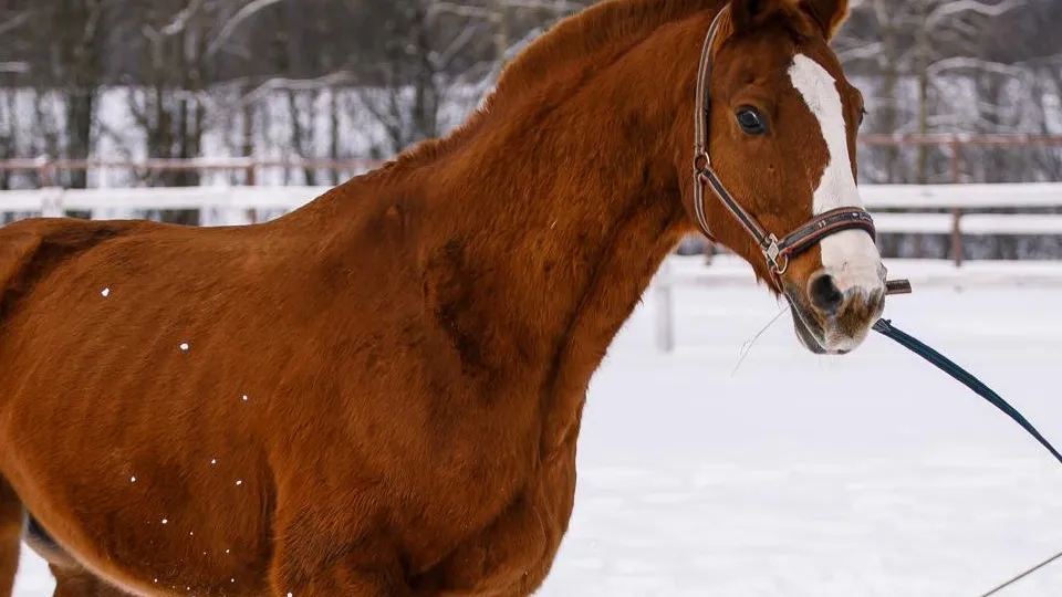 Фото: медиасток.рф