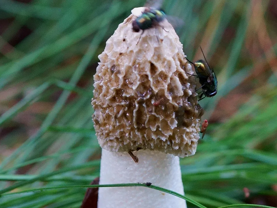 Фото: сommons.wikimedia/Janusz Krzyżek