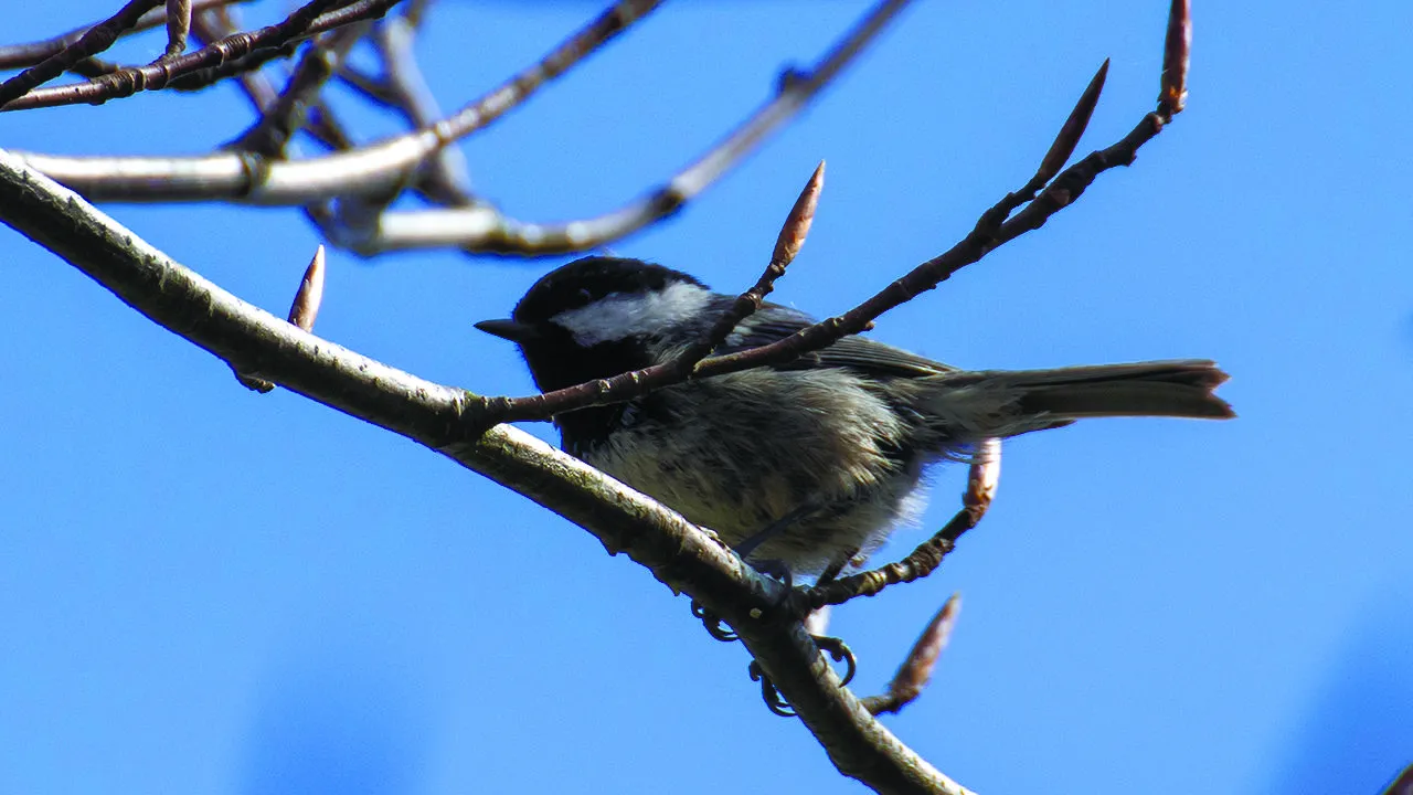 сommons.wikimedia/Bene Riobó
