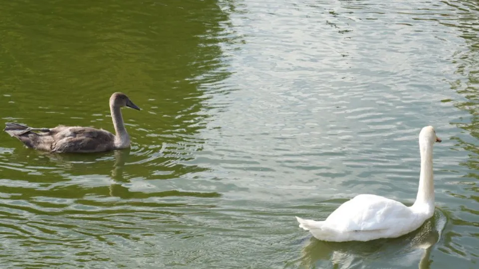 Фото: МедиаБанк Подмосковья/Дмитрий Зайчиков