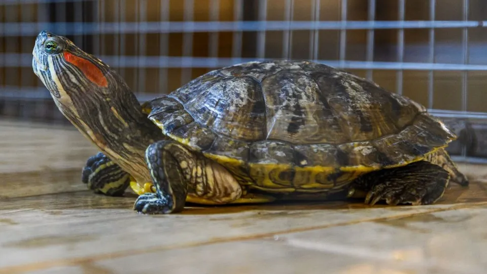 Фото: медиасток.рф