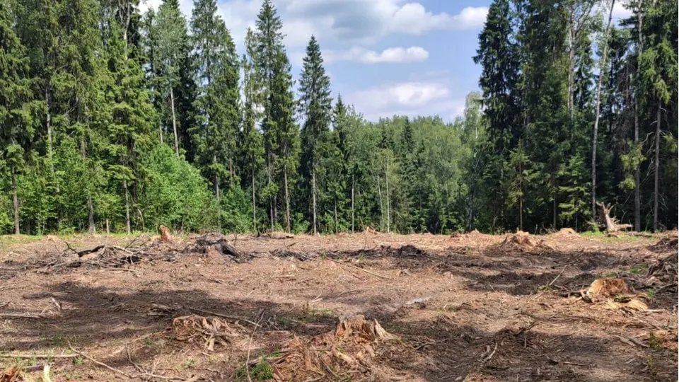 Фото: Комитет лесного хозяйства Московской области