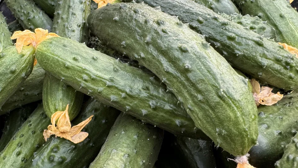 Фото: МедиаБанк Подмосковья/Мария Шматкова