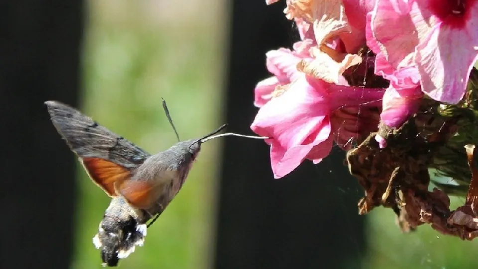 Фото: Природоохранный фонд «Верховье», Минэкологии Московской области