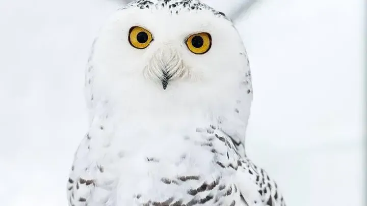 Фото: "Земля Прайда"