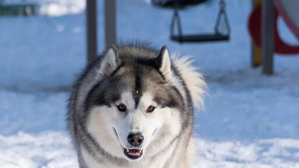 REGIONS/Сгенерировано нейросетью