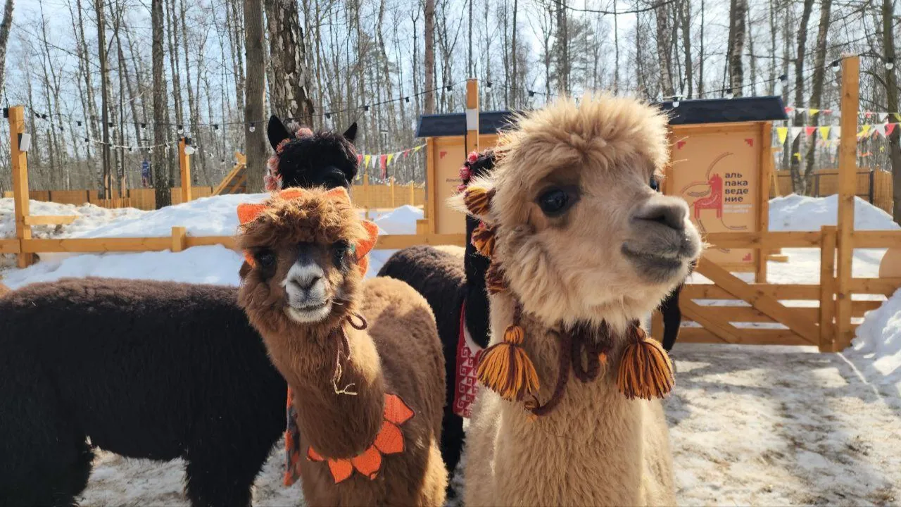 МедиаБанк Подмосковья/Эдуард Стратонов