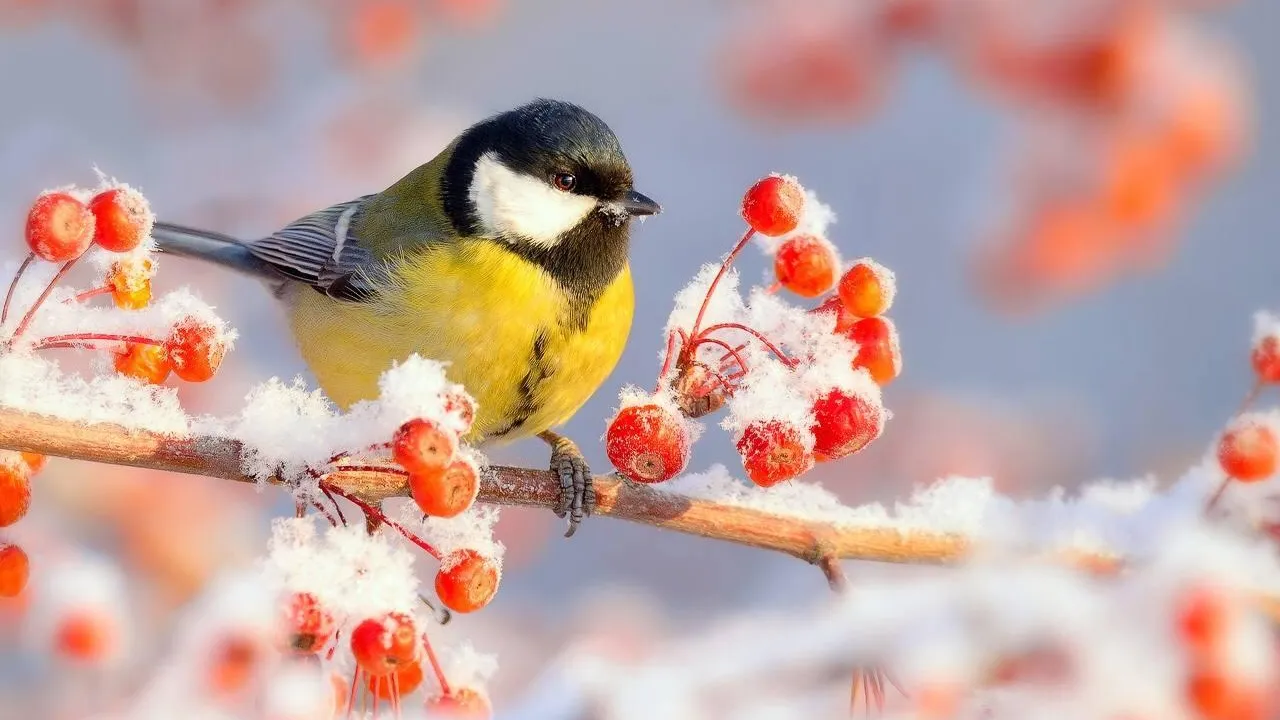 Фото из открытых источников