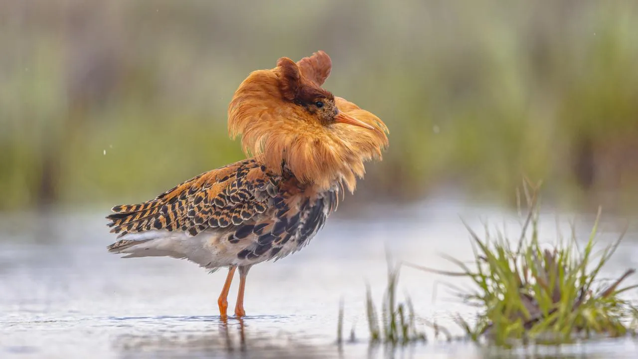 «Неземное существо»: уникальная птица впервые сократила путь до Африки через Подмосковье