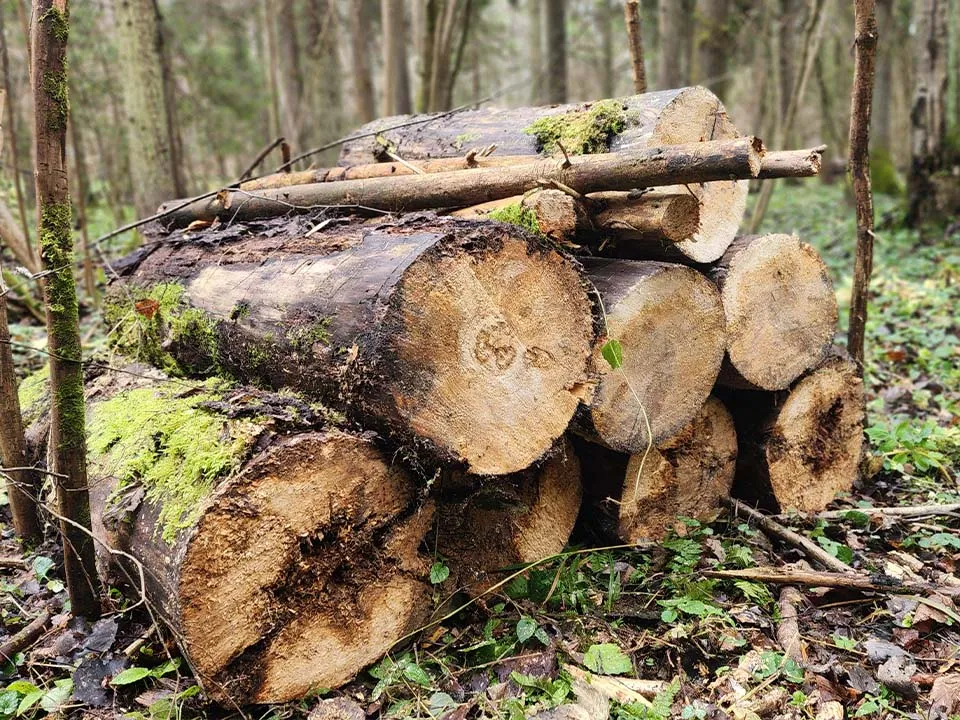 Фото: МедиаБанк Подмосковья/Валентина Максимова&nbsp;