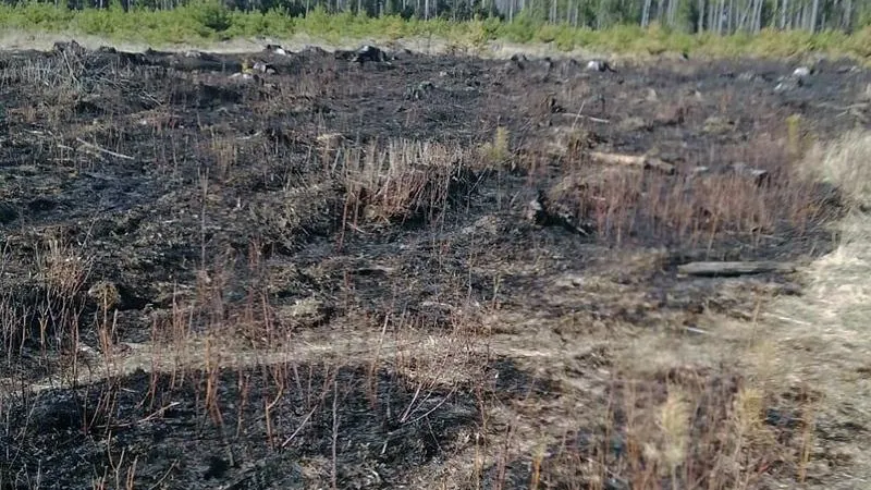 Хулиганы подожгли огромное поле с молодыми саженцами сосен в Балашихе
