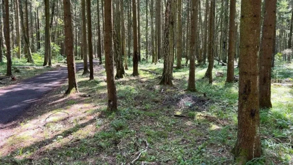 Фото: Комитет лесного хозяйства Московской области