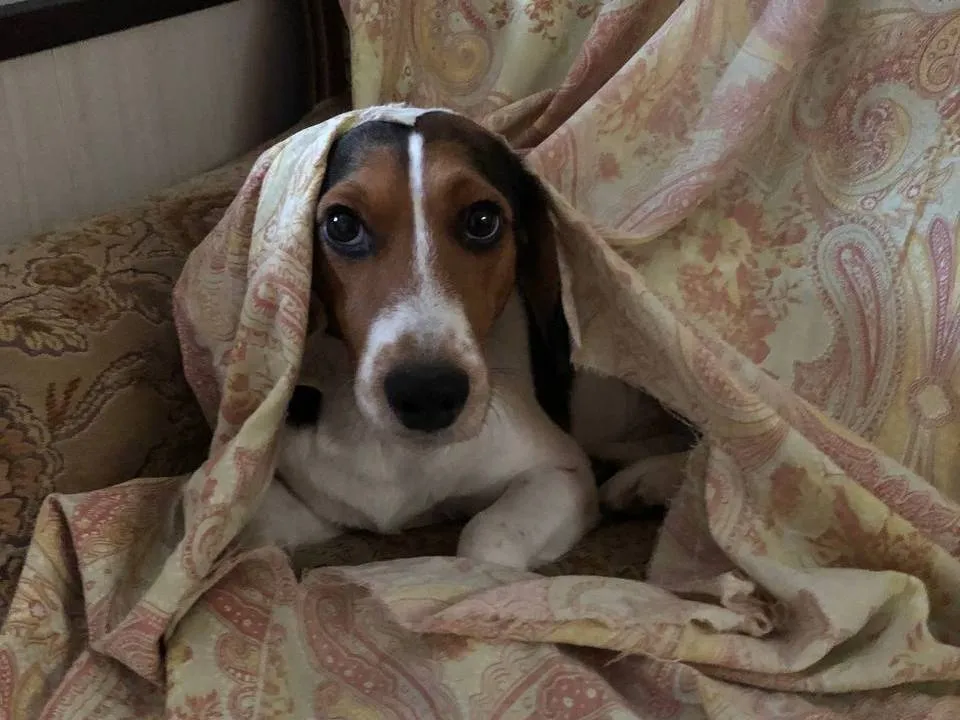 &nbsp; Фото: t.me/Собаки с Дружбы/Алена Новикова&nbsp;&nbsp;